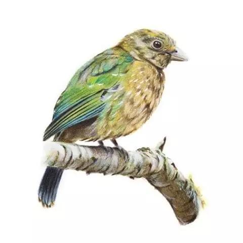 画鸟彩铅教程,画鸟彩铅