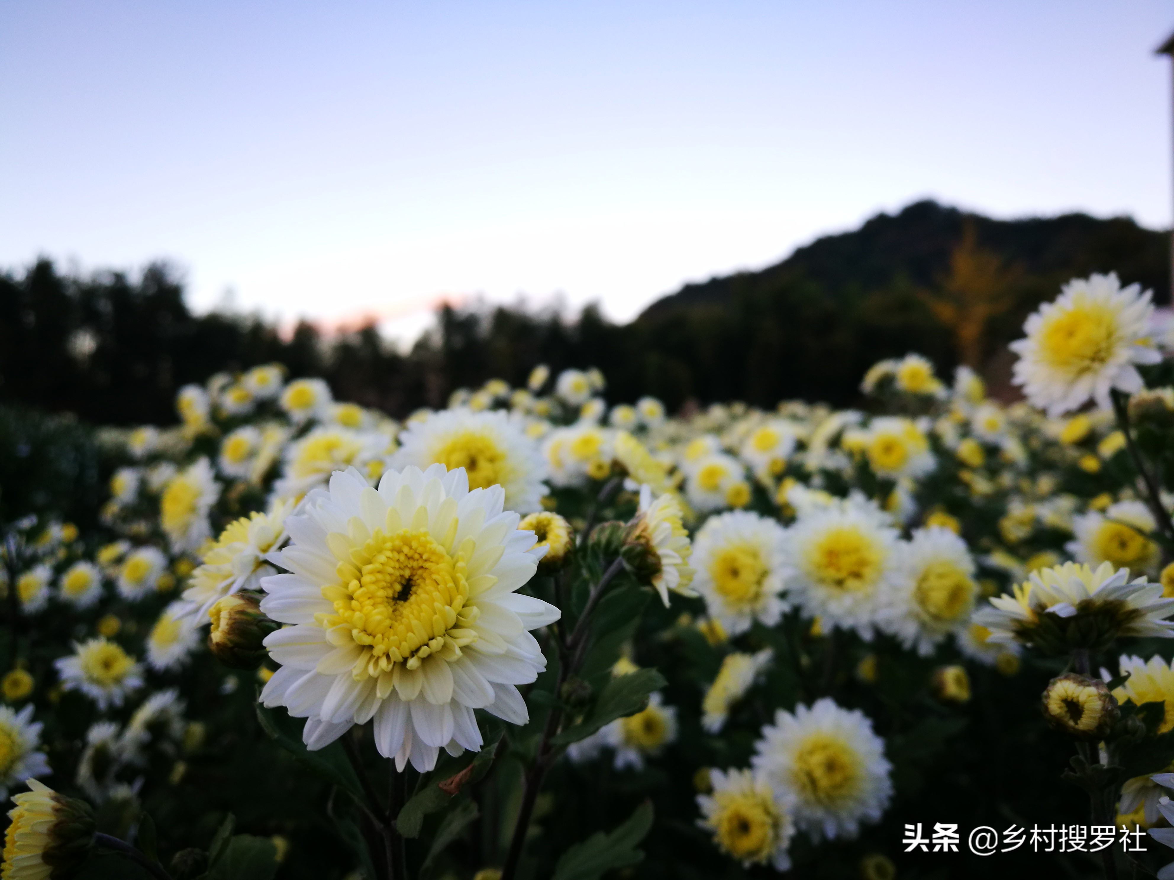 梅花和牡丹哪一个适合当作国花,梅花牡丹哪个作为国花