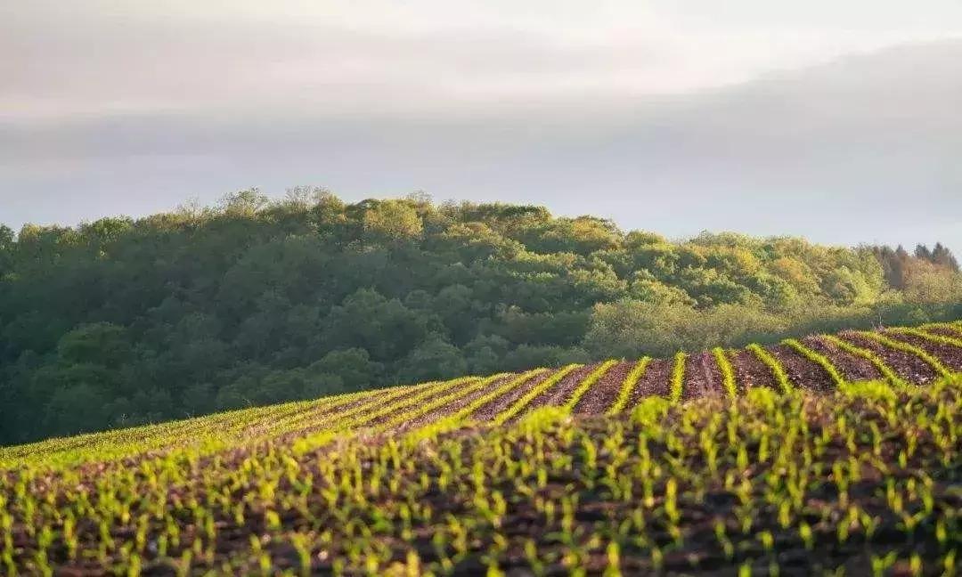 日本高科技农业有哪些,日本农业值得研究的点