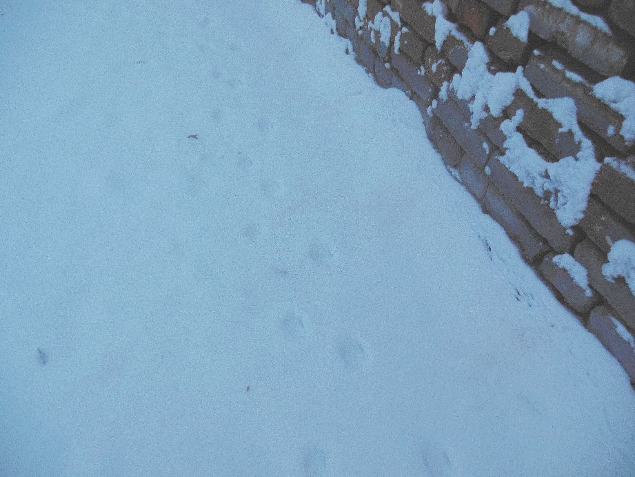 诗歌等一场雪的到来,一场雪的到来