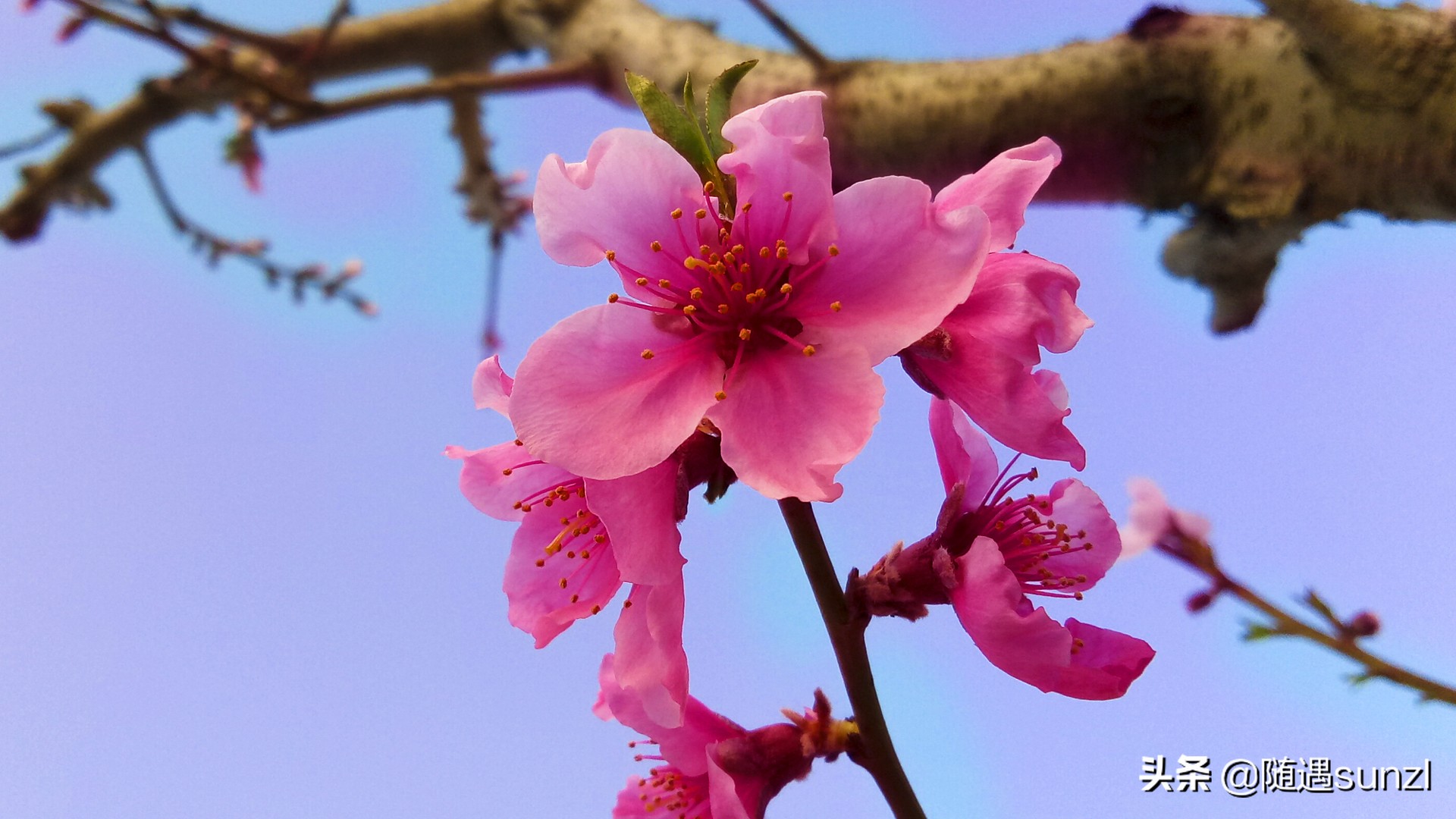 丹东宽甸桃花旅游攻略,丹东宽甸桃花岛旅游攻略自驾