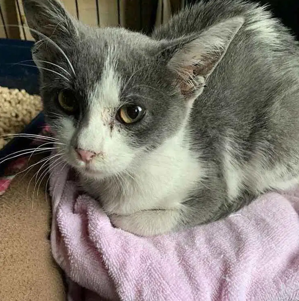 流浪小猫在附近闲逛，暖心的路人捡回家后发现美呆了