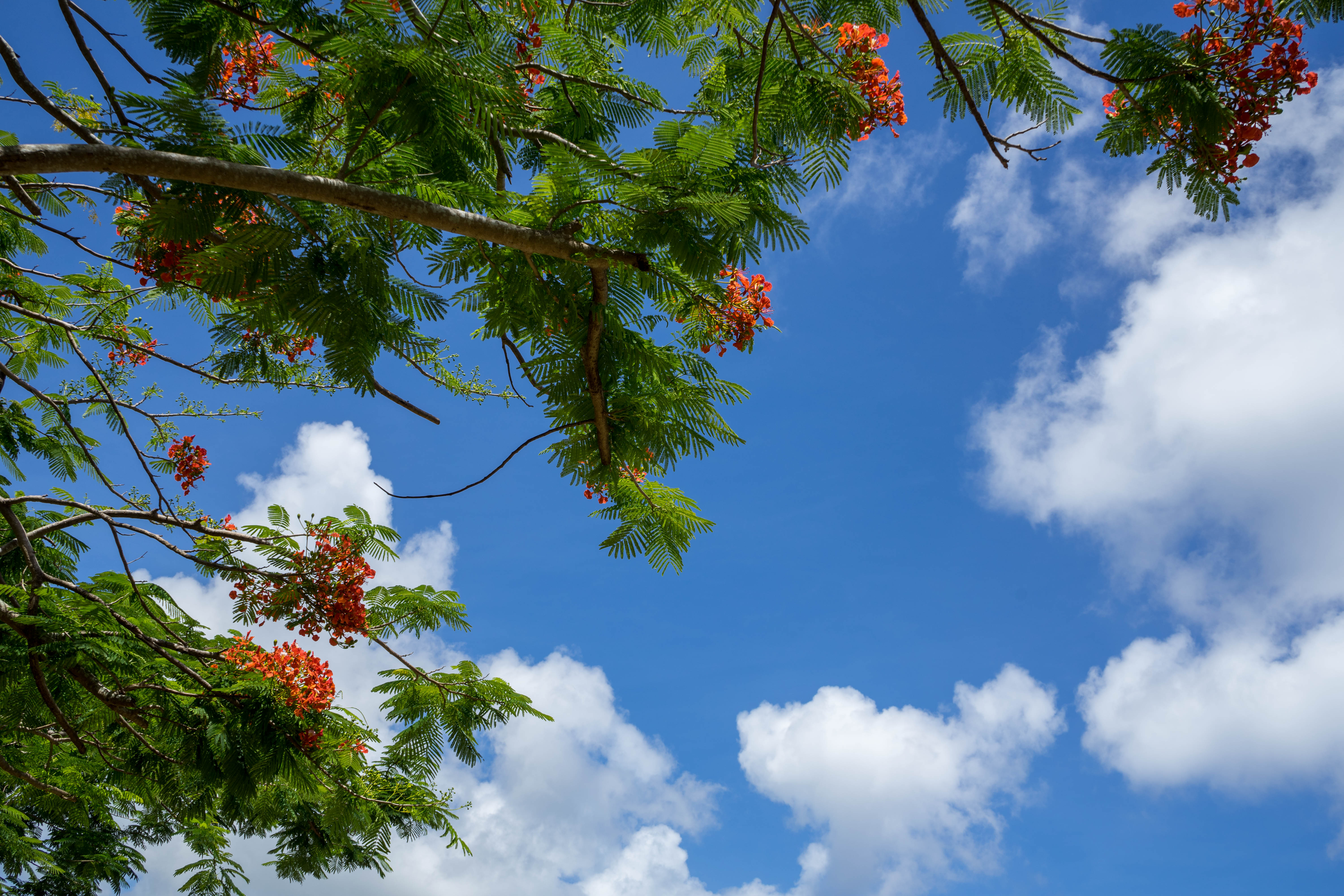 塞班蜜月旅游照,塞班岛蜜月自由行攻略