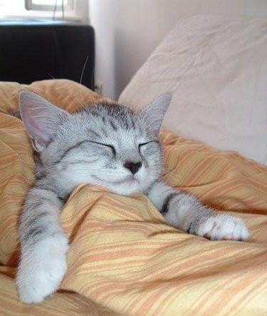 猫咪不爱进屋里该怎么办,猫窝我买回来猫咪不肯进怎么办