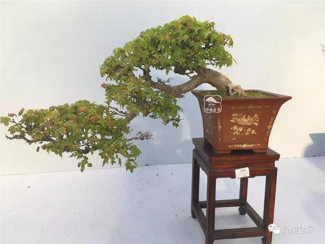 临水式金弹子盆景图片大全欣赏,看盆景展里赏心悦目的盆景