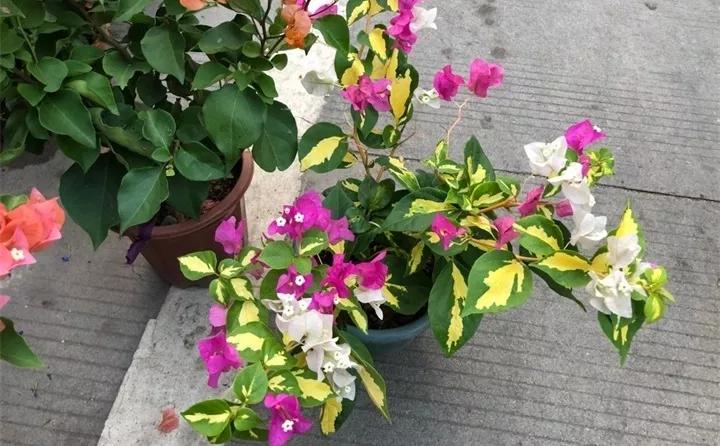 盆栽花发蔫什么原因,买回来的花很快就蔫的原因