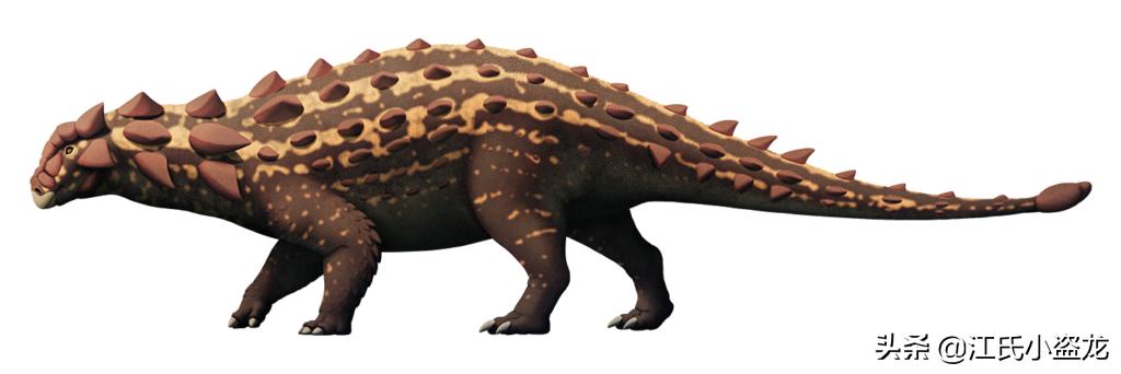 甲龙特殊形态,甲龙成年形态