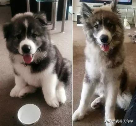 狗中三傻阿拉斯加萨摩耶,哈士奇阿拉斯加萨摩耶宠物秀