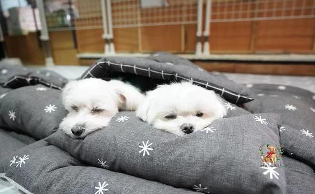 狗狗做梦的反应,原来隐藏了狗狗不同的心理