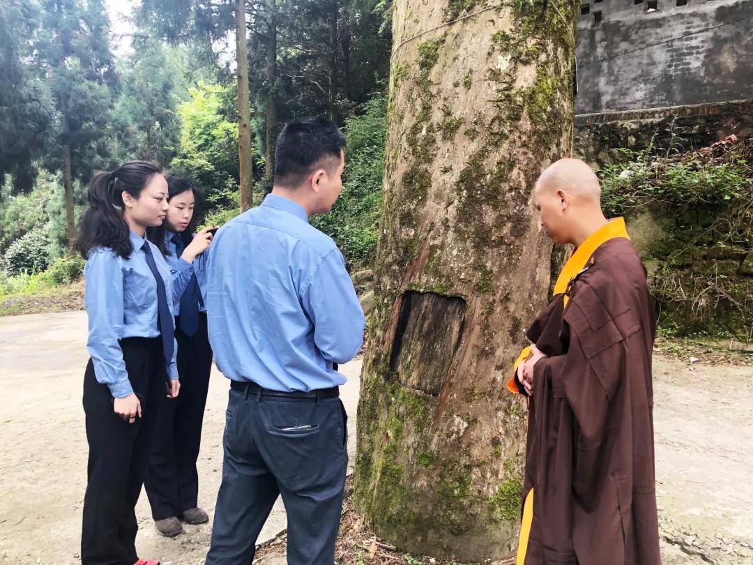 一棵红豆杉图片,一棵红豆杉