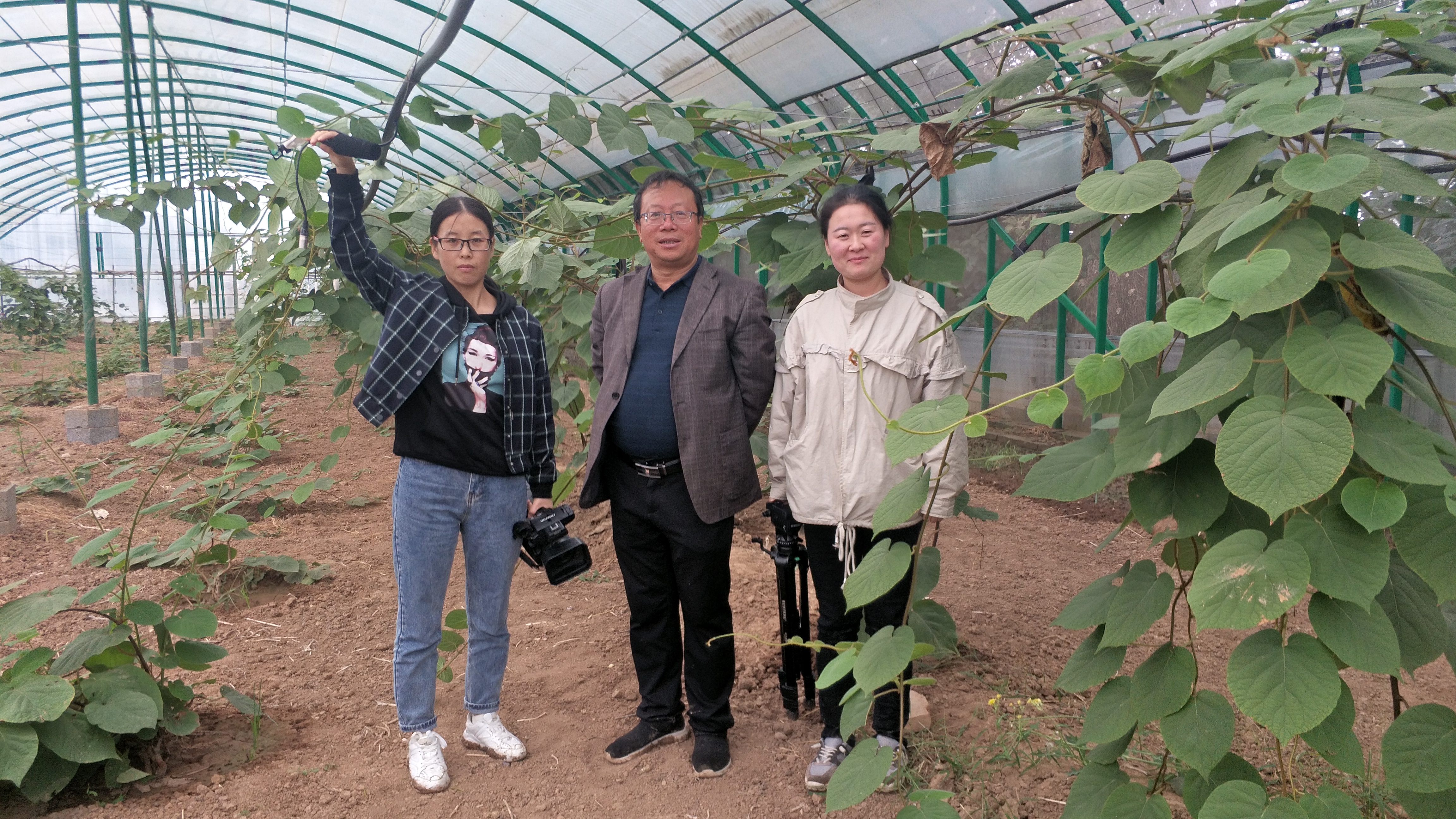 每斤15元还供不应求，这个家庭农场的猕猴桃为何如此“俏”？