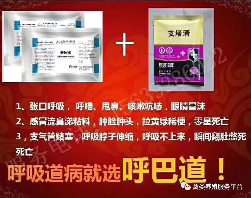 斗鸡有哪些特性与训练,斗鸡的精髓和方法