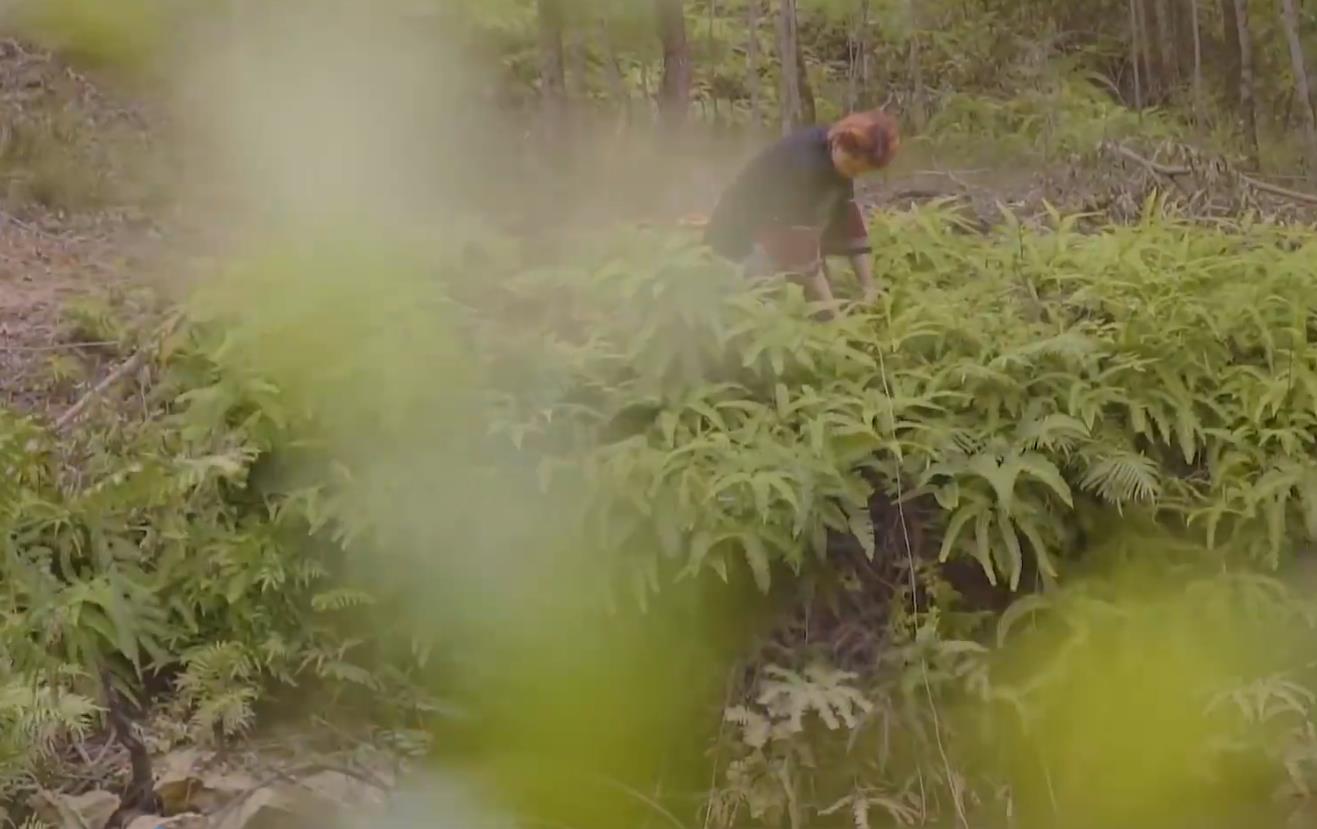 漂亮的野外烤鱼,野外吃美味烤鱼