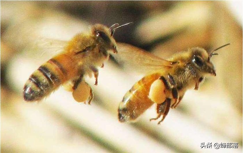 工蜂死亡前做的一件事，养蜂人恨到咬牙切齿，真相却很伟大