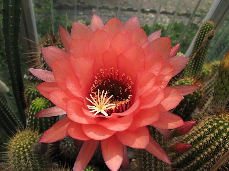 148个仙人球品种大全,100个仙人球品种