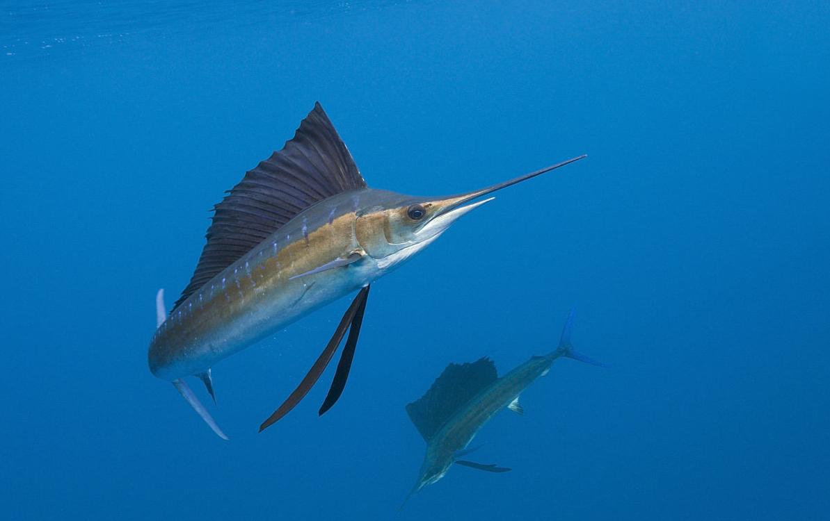 海洋中的剑鱼和旗鱼,海洋中速度最快的剑鱼