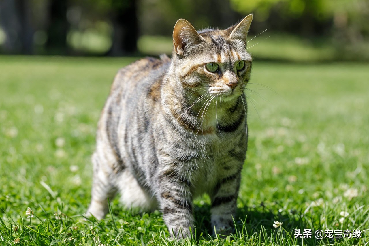 有这几个特征的猫咪真的值得养,这5种出了名的猫咪有你想养的吗