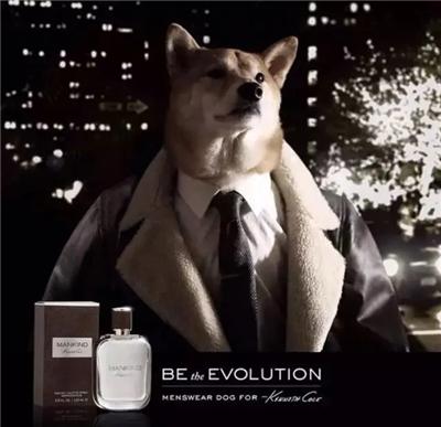 成熟狗狗穿搭,狗界王老五的时尚型穿搭示范