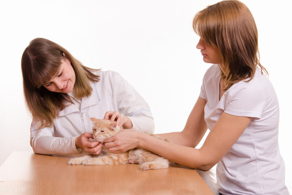 宠物犬疥螨怎么治疗,宠物狗皮肤红疹