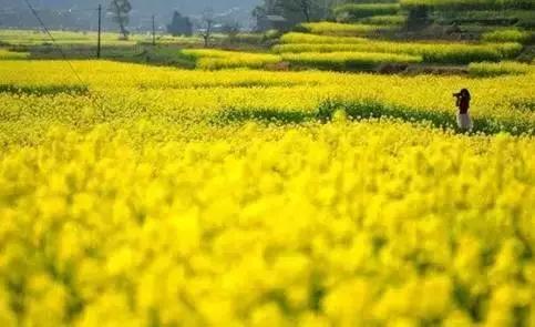 天津静海油菜花景点在哪里,天津油菜花旅游最佳路线图