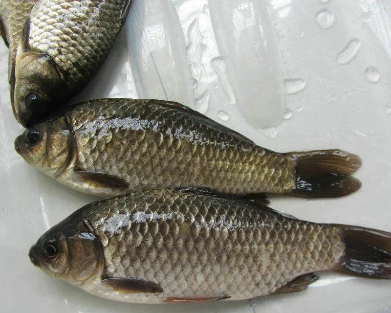 鱼怎么区别草鱼鲫鱼鲤鱼,怎样分辨草鱼和鲤鱼