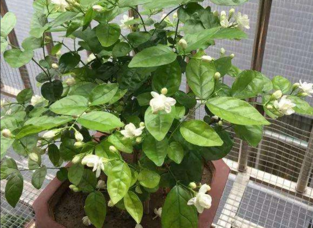 天冷了茉莉,茉莉怕冻怎么办