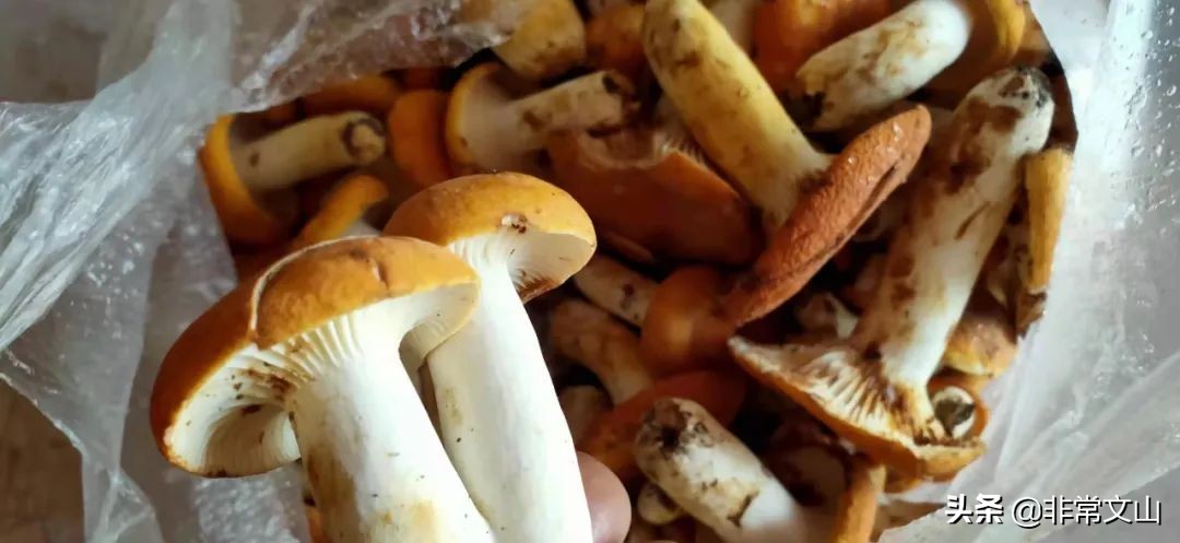 文山有松茸菌吗,野生菌新鲜松茸上市