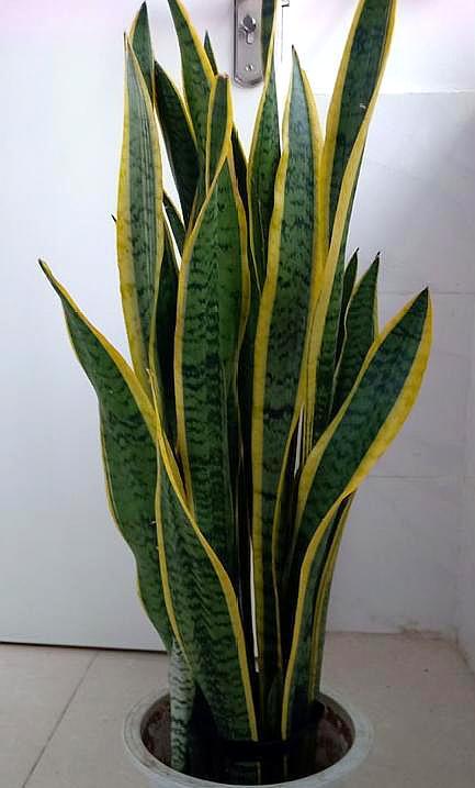 养虎皮兰的生活小技巧,养虎皮兰的教程