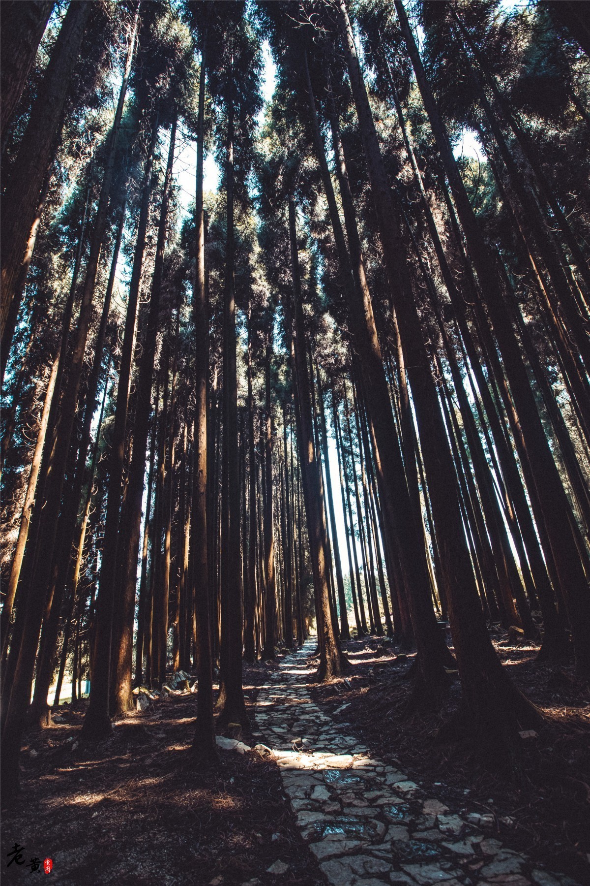 重庆森林拍摄打卡景点,秋冬石柱适合拍照的地方