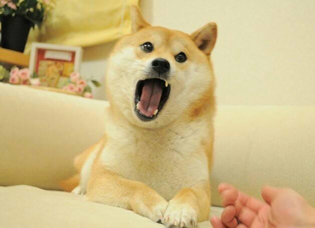 柴犬讨厌葵瓜子,柴犬讨厌主人的表现