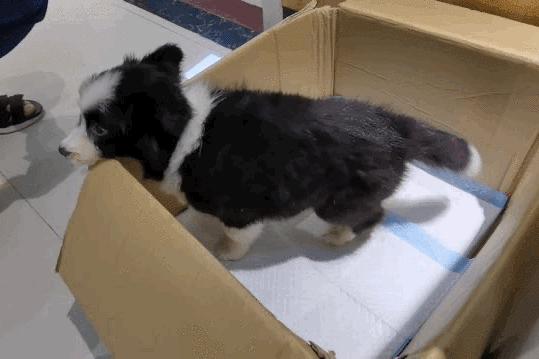 卡布：来自一只三个月大的边境牧羊犬，一封遗留在人间的草稿