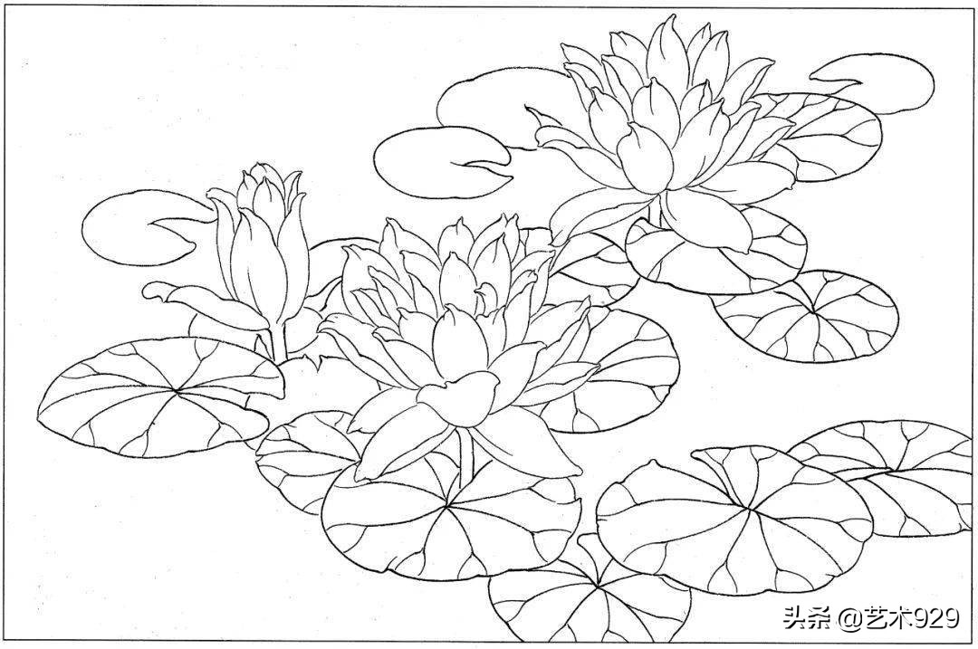 余稚荷花蜻蜓图高清白描底稿,白描荷花勾线方法讲解视频