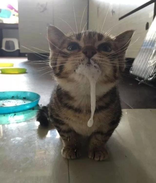 我们家猫真的很弱智怎么办,猫为什么又蠢又自以为是