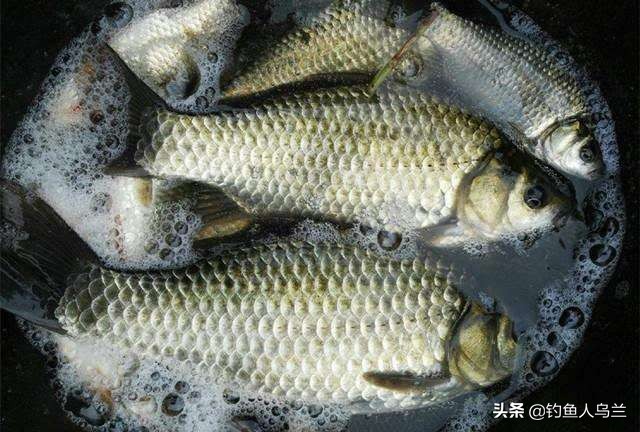 适合所有钓点最简单的调漂方法,最简单的调漂