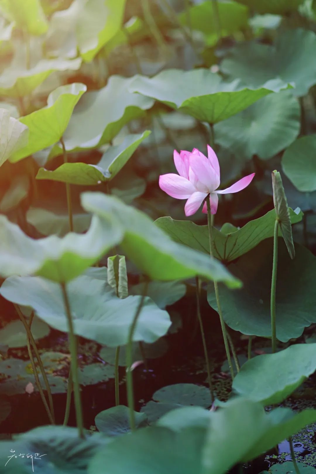 娌欏娴滅殑绱壊鑺辨捣,娌欏娴滈鏅尯鑺辨捣