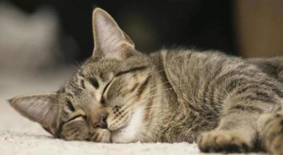 月亮睡了你不睡，你是秃头小宝贝！为啥猫咪每天熬夜没见秃头呢？