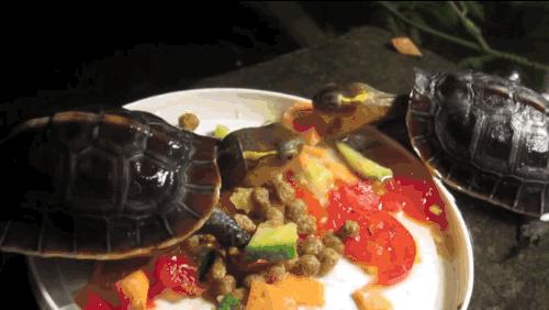 黄缘乌龟宠物,黄缘龟喜欢的植物