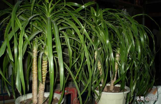 龙血树扦插后叶子发黄,龙血树叶子发黄怎么办啊