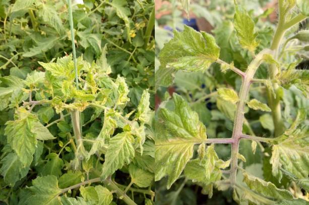 番茄冻害用碧护怎么样,番茄苗受冻害以后多少天能缓过来