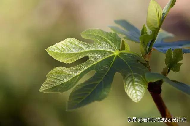 精品水果盘点,好吃又好养的水果