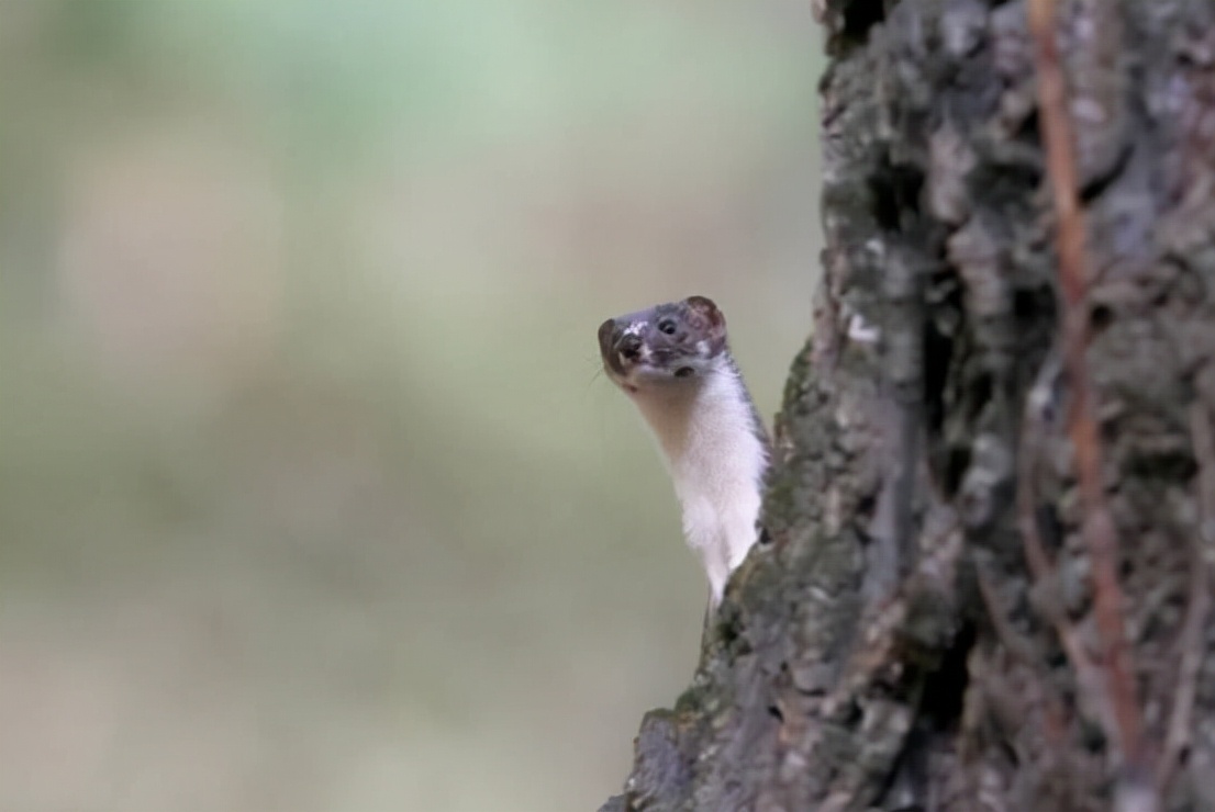 黄鼠狼讨封成精后怎么处理,黄鼠狼成精向人讨封怎么回答