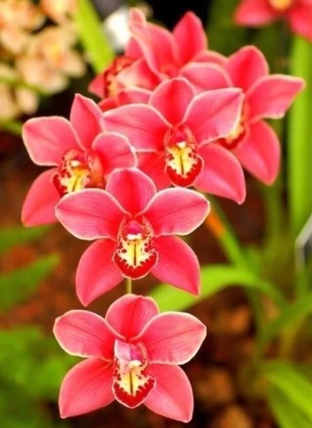 顶级珍稀兰花品种大全视频,珍稀兰花摄影