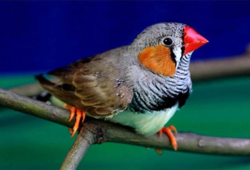 真的适合成对养！珍珠鸟这样养才更好