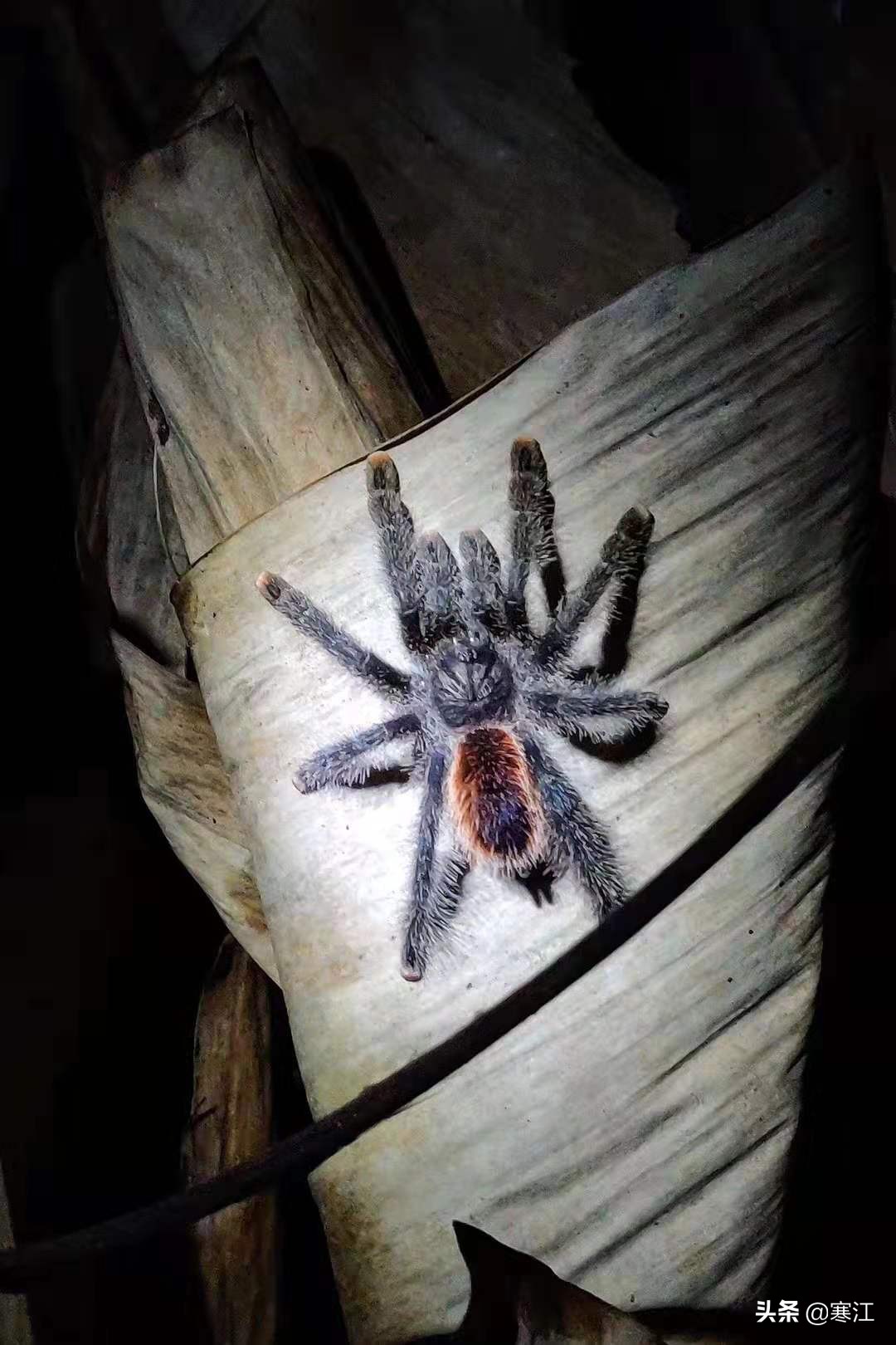 亚马逊热带雨林食人花奇妙之旅,去亚马逊热带雨林探险