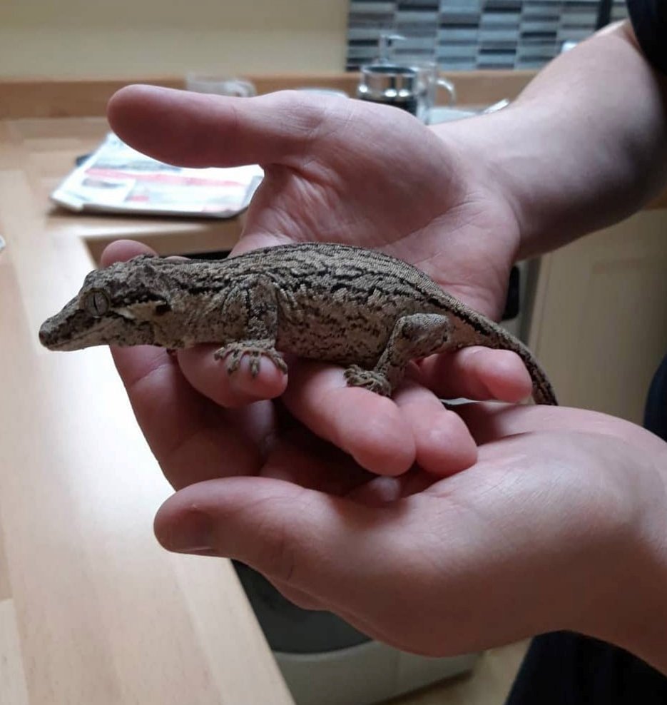 家里马桶钻出一条18厘米壁虎,英国男子问朋友:是不是你家的?