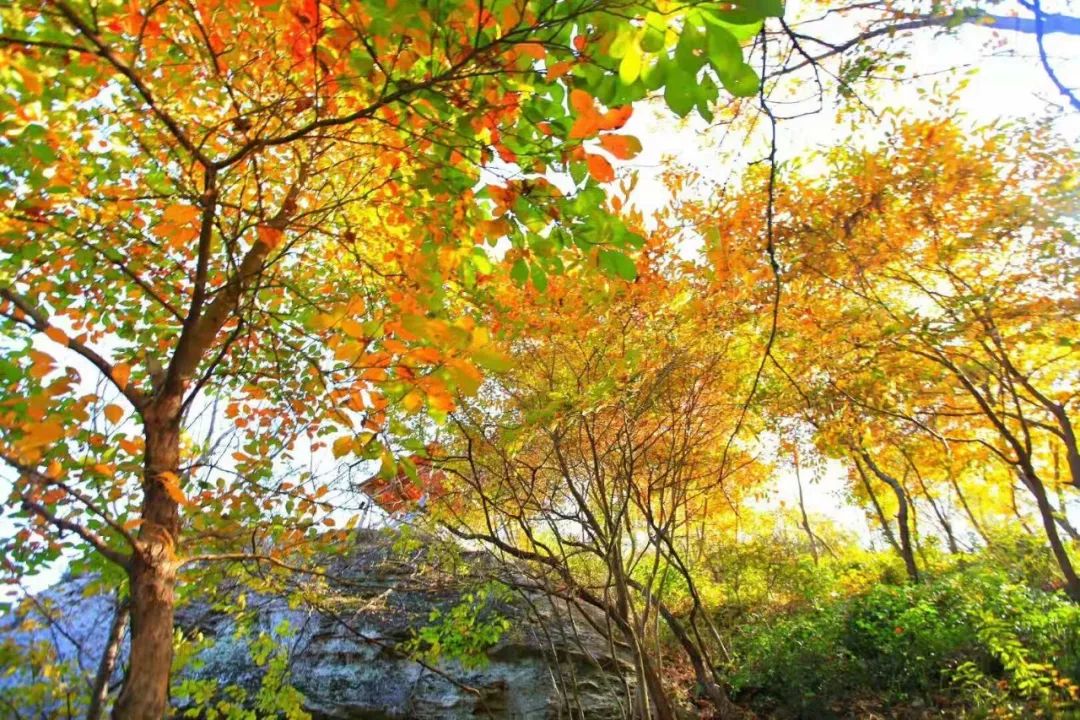 清凉寨春节活动,清凉寨枫叶节