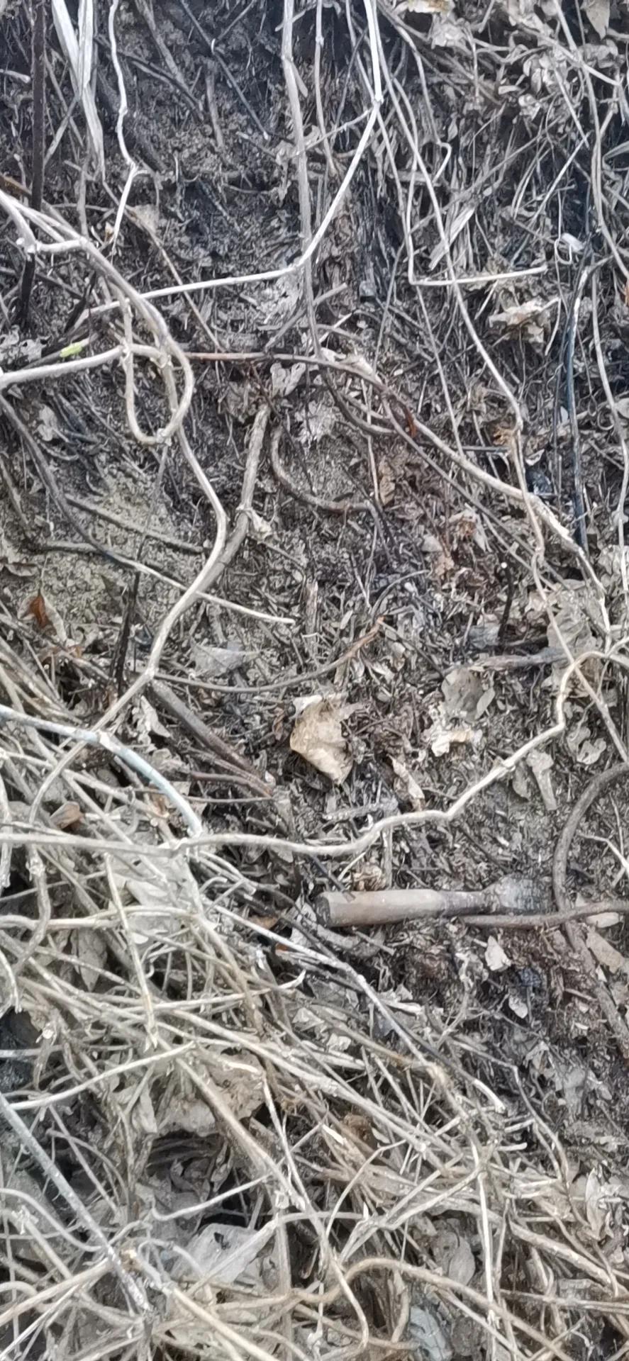 真正的野生葛根图片,纯天然野生葛根图片