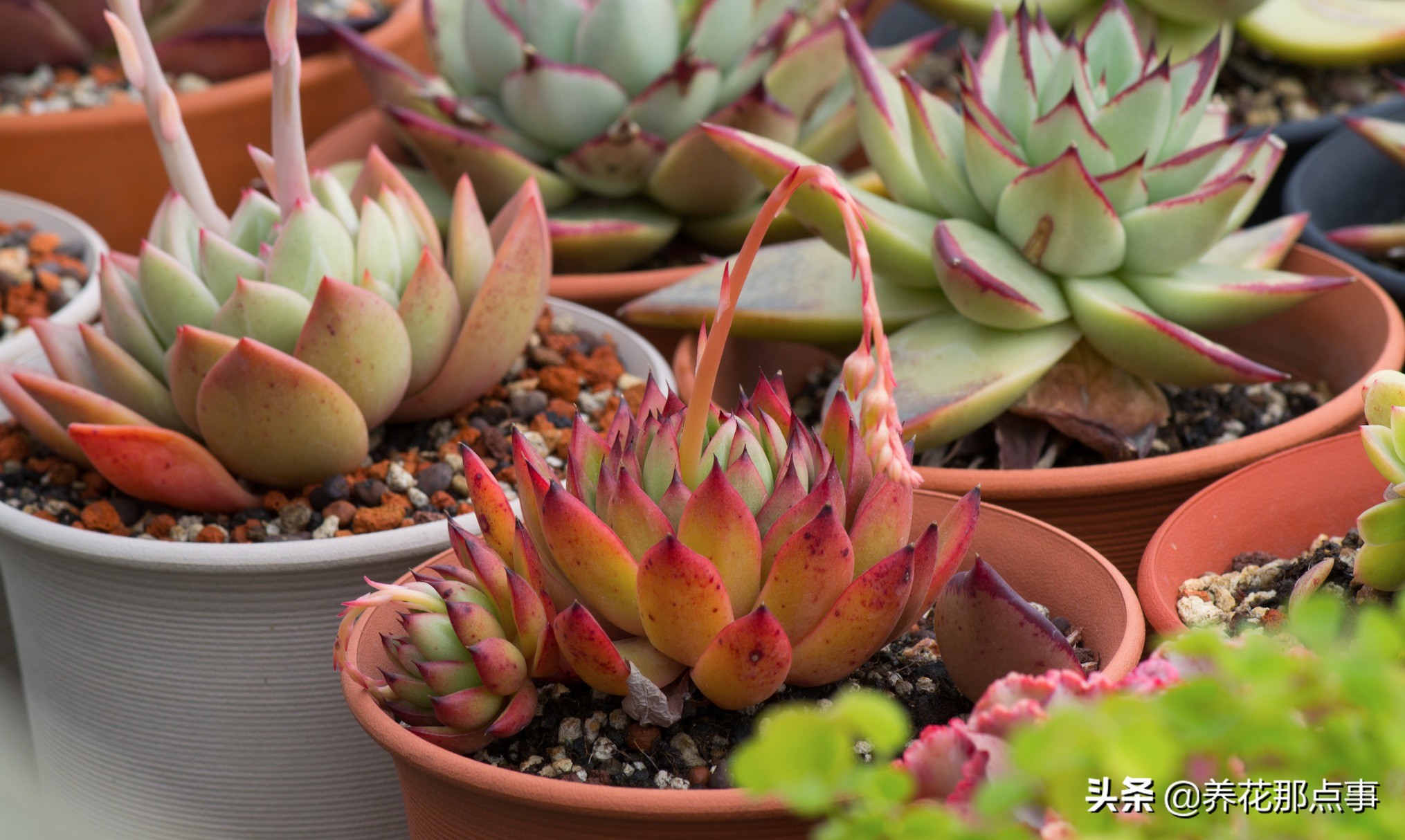 曾经养过的多肉,多肉中便宜又好养的有哪些