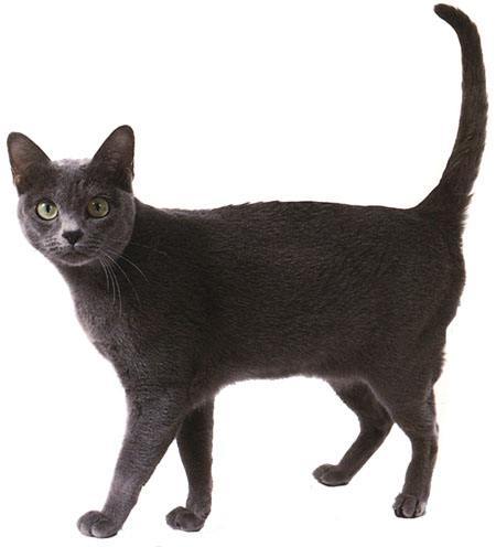 世界45种名犬图片大型犬,世界100种猫图片