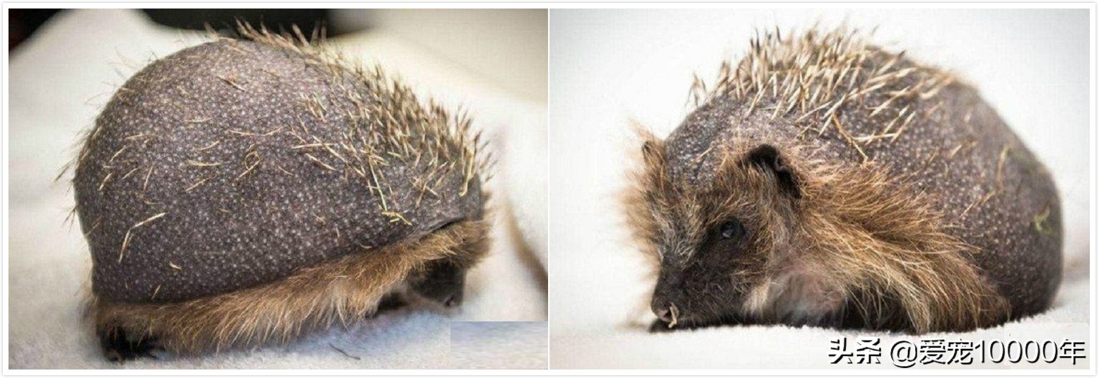 生活压力大头发掉,生活压力大导致掉头发